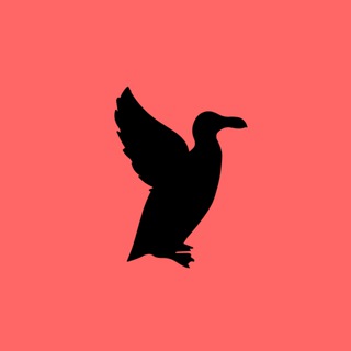 Логотип @birdwatch_bw - ПТИЦЫ🦩