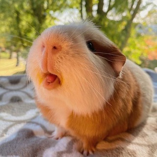 Логотип @biser_pig - бисерок 🐹