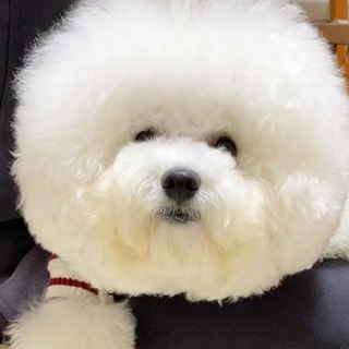 Логотип @bishon_frize - Собаки Бишон Фризе