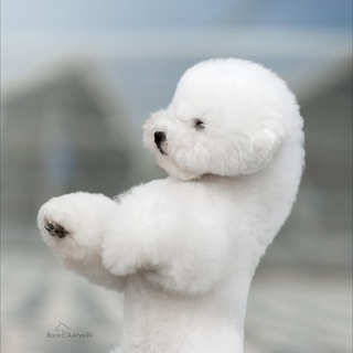 Логотип @bishony_frize - Бишон Фризе - Груминг, уход, сожержание