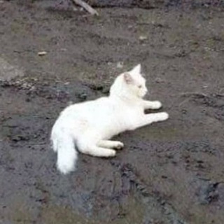 Логотип @bivaloipohuzhe - бывало и пох уже