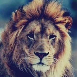 Логотип @bizneswins - Успешный бизнес