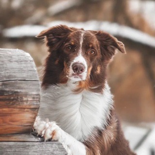 Логотип @bklucky1 - Border collie Lucky