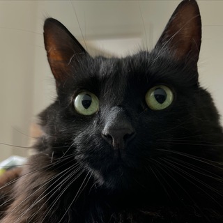 Логотип @black_cat_joseph - Разбиватель сердец Йозеф