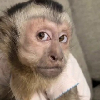 Логотип @black_dimes - Airdrop Whales | Retrodrop и Airdrop