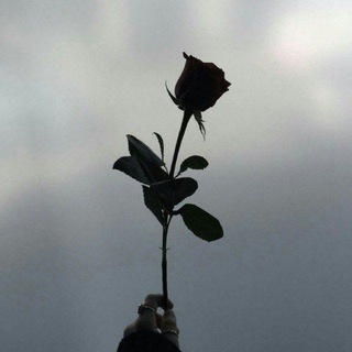 Логотип @black_roseeeeeeeee - 𝗕𝗹𝗮𝗰𝗸 𝗿𝗼𝘀𝗲 🖤🥀