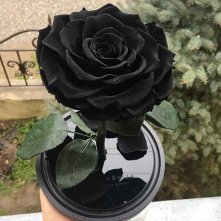 Логотип @blackbakkara - Black~Bakkara🌹🌹🌹