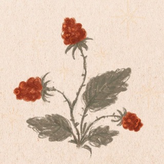 Логотип @blackberry_attic - ежевичная мастерская｡⁠*ﾟ⁠+