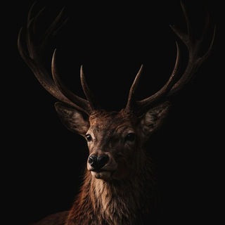 Логотип @blackdeermhd - Black Deer \,,/