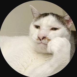 Логотип @blackkiskis_canal - 🐈Blackkiskis канал🐈