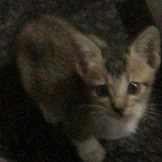 Логотип @blackloveru - Чёрная любовь| Бесконечная любовь