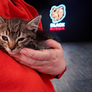 Логотип @blacknews1337 - BLACK RUSSIA - новости, промокоды, спойлеры