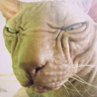 Логотип @blednyi_2517 - Андрей Бледный