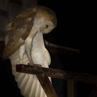 Логотип @blekiston - блекистон