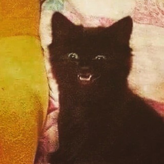 Логотип @blesk_i_nisheta - Блеск и нищета косметоса