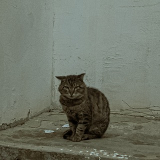 Логотип @blessthedream - 🎞 BlessTheDream✨