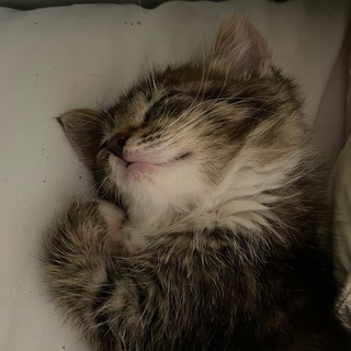 Логотип @blindedkitty - Степашка🐱🩵