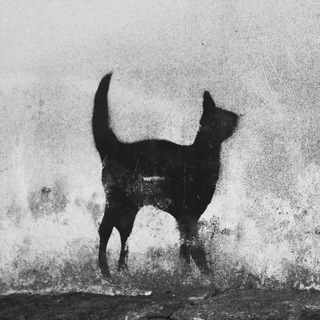 Логотип @blissno - гладь кота