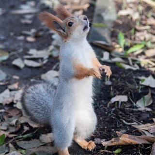 Логотип @blk08 - Культурная белочка