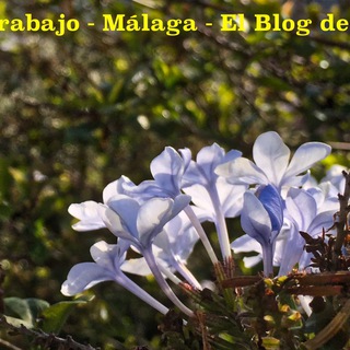 Логотип @blogempleomalaga - Blog Empleo - Málaga