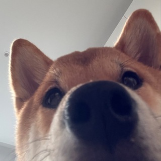 Логотип @bloggerberkut - Беркут придумал название