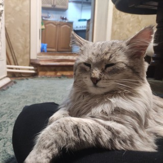 Логотип @blogmycat - блог моего кота