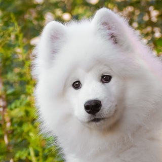 Логотип @blohast - Блохастый канал