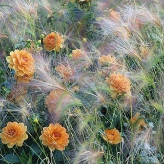 Логотип @blommaflowers - Цветочная улица Бломма/BLOMMA/Ставрополь