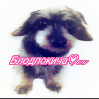 Логотип @bloodpockychiisdohla - Блодпокича