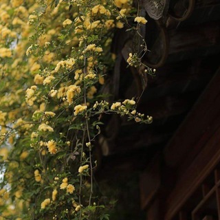 Логотип @bloominghibiscus - Аромат Флоры 🌺