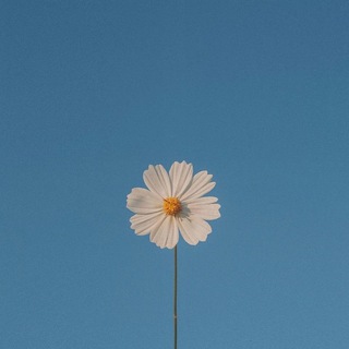 Логотип @bloompagetg - Bloom