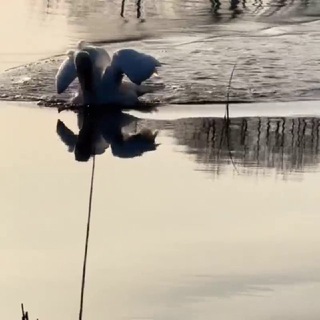 Логотип @blu32ru - Nottrue Alen