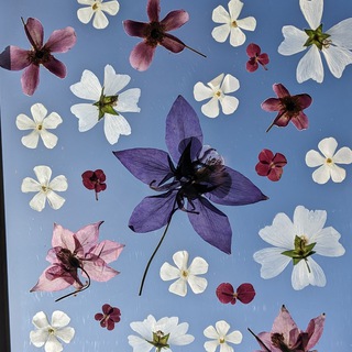 Логотип @blumenwalzer - BLUMENWALZER