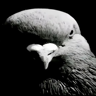 Логотип @blxckfvde_tg - blxckfvde