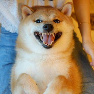 Логотип @blyatbuhanka - Схованка Шиби