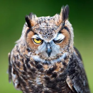 Логотип @BMjKzL9VC5g2ZWYy - Совушки 🦉