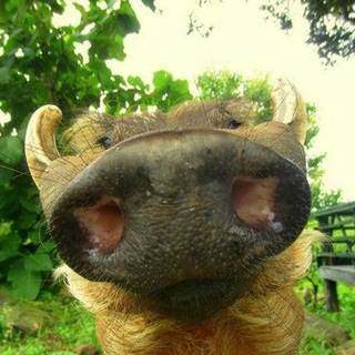 Логотип @boarlore - boar lore 🐗