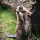 Логотип @boberlive1 - Таинственный Бобер