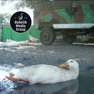 Логотип @bobotiknews - BOBOTIKOURIER NEWS