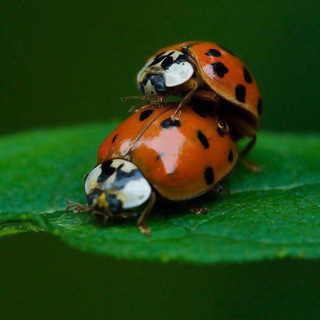 Логотип @boginya_org - Багиня.орг🐞🐞 форум - сообщества насикомых @Boginya_org, экс ФСН