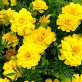 Логотип @bogiogoroda - ТАК, Я САДОВОД 👨‍🌾