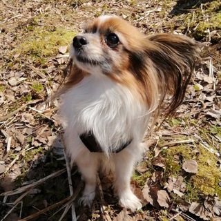 Логотип @bogveta - Веточка ❤️🥩