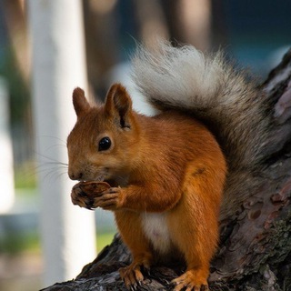 Логотип @boltalka_belochka_gelen - Болталка 🤫 Белочка Геленджика 🐿️