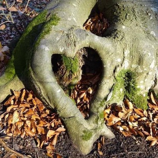 Логотип @bonniendavidpreparedness - BonnieNDavid Preparedness