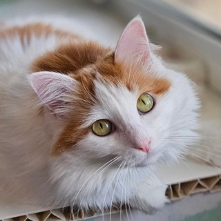 Логотип @bonnihelp - Бонни help