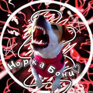 Логотип @bonya_2021 - 🌱Норка Боні☀️