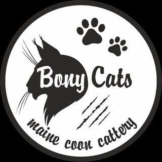 Логотип @bonycats - BONY CATS питомник Мейн Кунов г. Ташкент