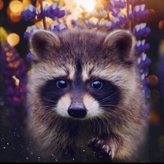 Логотип @book_raccoon_natashenka - Читающий енот-полоскун Наташенька