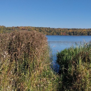 Логотип @boooldplants - Поцелуй меня через забор