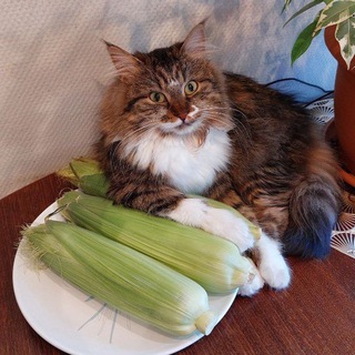 Логотип @boosty_vato - Бусти Ватоадмина (извините)